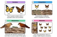 Natural Selection and Adaptations - Grade 9 - Quizizz