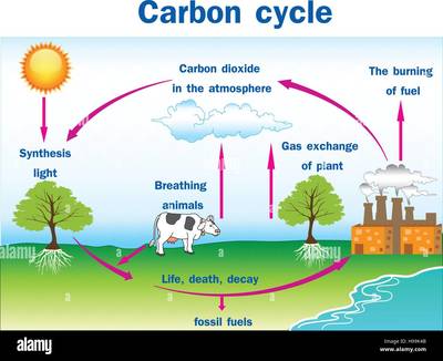 Carbon Cycle questions & answers for quizzes and tests - Quizizz