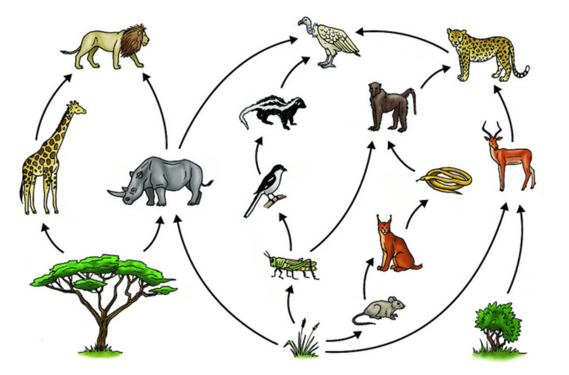 food-chains-and-food-webs-other-quiz-quizizz