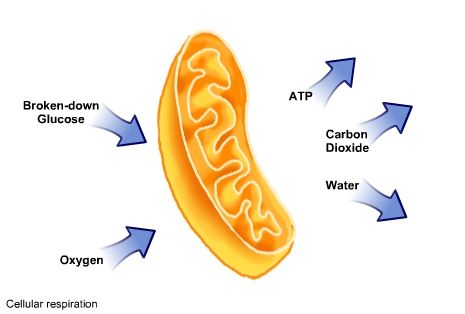 Cellular Respiration