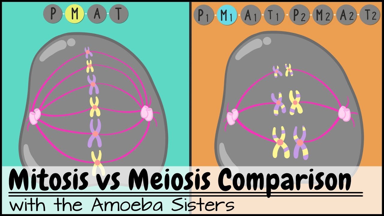 8-amoeba-sisters-mitosis-meiosis-biology-quizizz