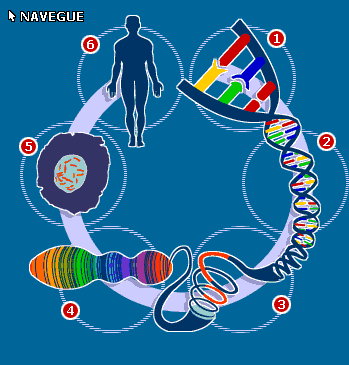 Biología humana - Grado 11 - Quizizz