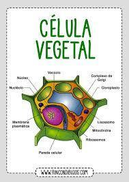 célula vegetal y animal - Grado 5 - Quizizz