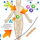 metabolismo Tarjetas didácticas - Quizizz