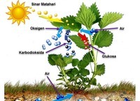 metabolisme - Kelas 9 - Kuis