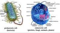 prokaryotes and eukaryotes - Year 12 - Quizizz