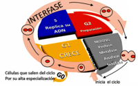 El ciclo celular y la mitosis. - Grado 7 - Quizizz