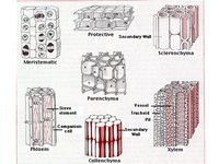 tkanki - Klasa 2 - Quiz