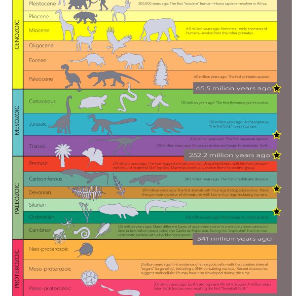 fossils - Grade 10 - Quizizz