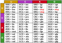 Asam amino - Kelas 10 - Kuis