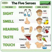 Sensory Words - Class 1 - Quizizz