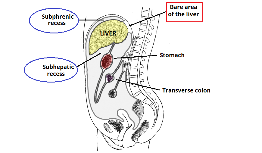 LIVER | Biology - Quizizz