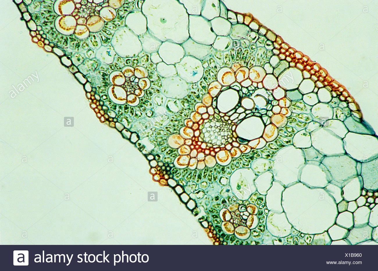 جميع الخلايا النباتية تشبه الصناديق