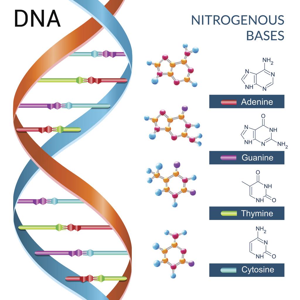 what are the 4 types of nitrogenous bases in dna