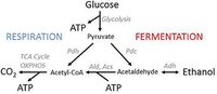 cellular respiration - Grade 9 - Quizizz