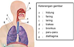 jaringan dalam paru-paru yang berfungsi sebagai tempat pertukaran gas oksigen dan karbon dioksida adalah