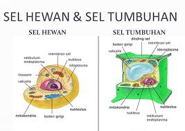 Uh 1 Sel Dan Jaringan Smp Thhk 11 Februari 2019 Quiz Quizizz