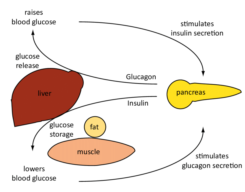 glucose-regulation-biology-quizizz