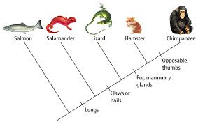 Cladograms and Classification | Biology Quiz - Quizizz