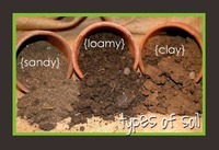 soils - Class 1 - Quizizz