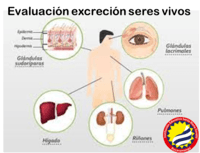 coisas vivas e não vivas - Série 10 - Questionário