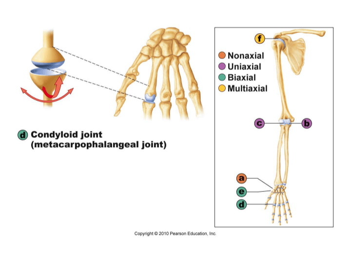 Joints And Articulations | Science - Quizizz