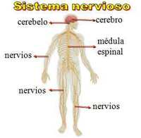 los sistemas nervioso y endocrino - Grado 6 - Quizizz