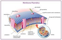 membranas e transporte - Série 3 - Questionário