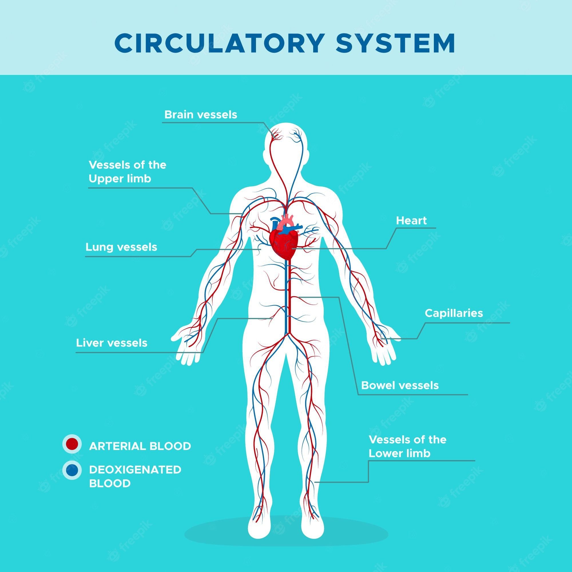 circulatory-system-121-plays-quizizz