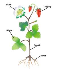 partes de la planta y sus funciones - Grado 2 - Quizizz