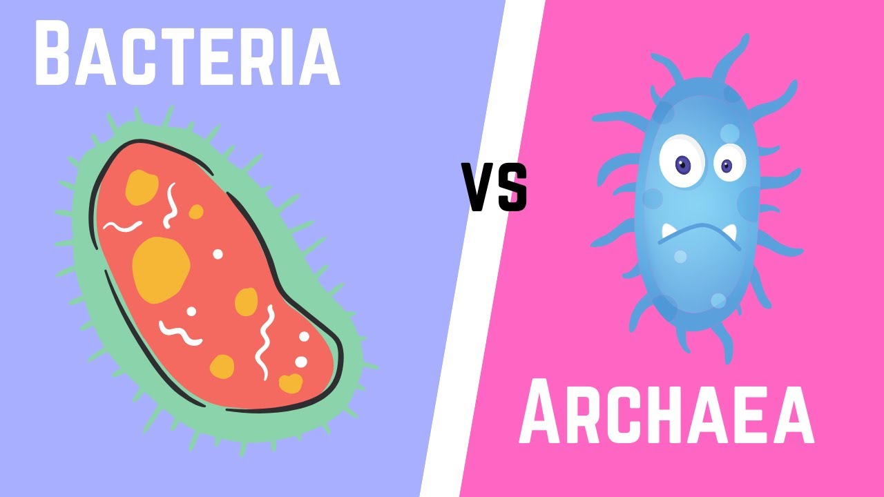 domain bacteria vs archaea | Biology - Quizizz