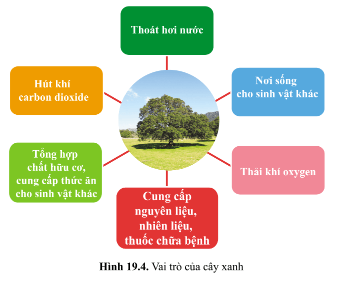 quang hợp - Lớp 7 - Quizizz