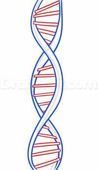 chromosome structure and numbers - Year 12 - Quizizz