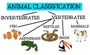 Vertebrates & Invertebrates