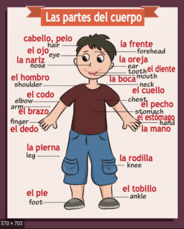 Las partes del cuerpos | World Languages - Quizizz