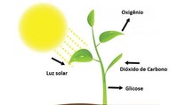 fotossíntese - Série 10 - Questionário