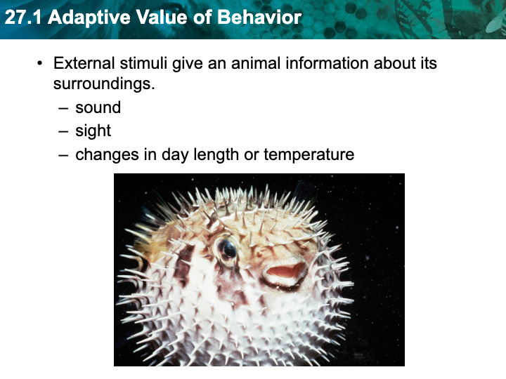 adaptive-value-of-behavior-biology-quizizz