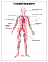 os sistemas circulatório e respiratório - Série 9 - Questionário