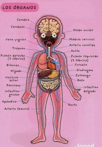 los sistemas digestivo y excretor - Grado 4 - Quizizz