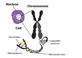 gene regulation - Grade 6 - Quizizz