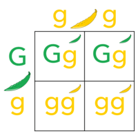 genetics vocabulary genotype and phenotype - Year 10 - Quizizz