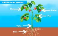 partes de la planta y sus funciones Tarjetas didácticas - Quizizz