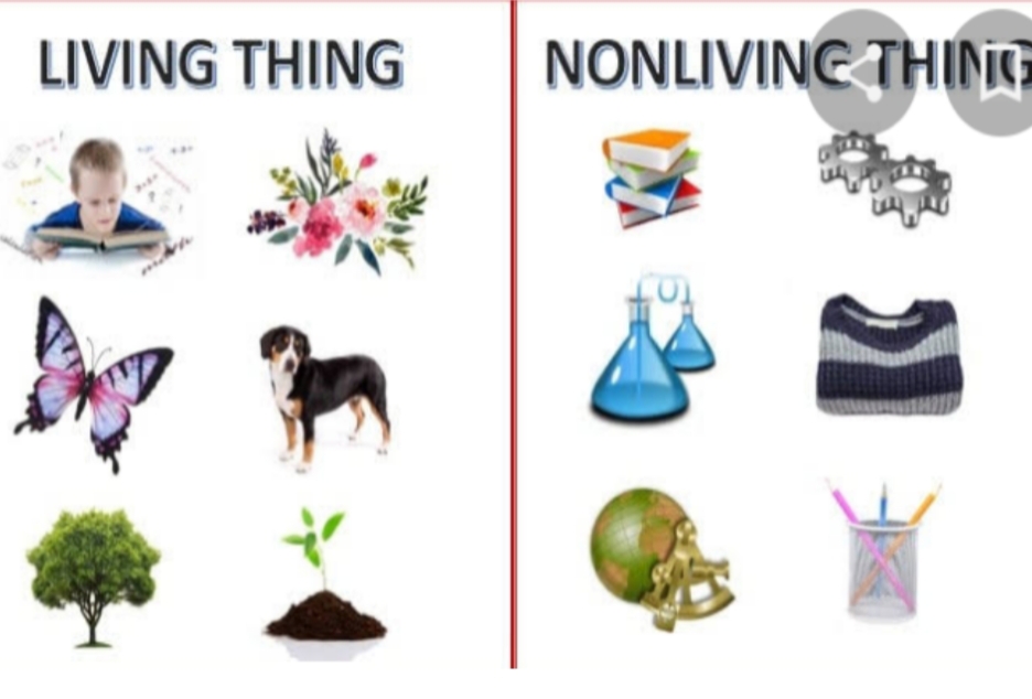 living and non living things - Grade 1 - Quizizz