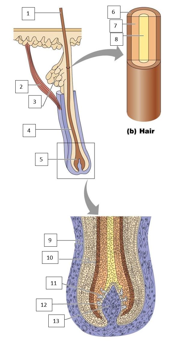 Diagram of Hair | Science,Biology - Quizizz