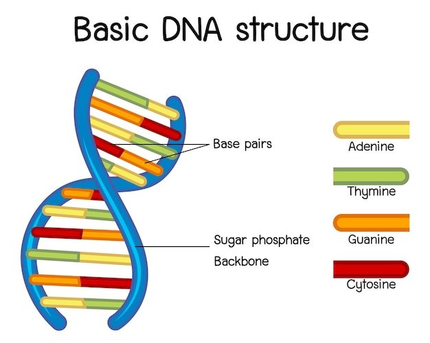 DNA Structure and function | 67 plays | Quizizz