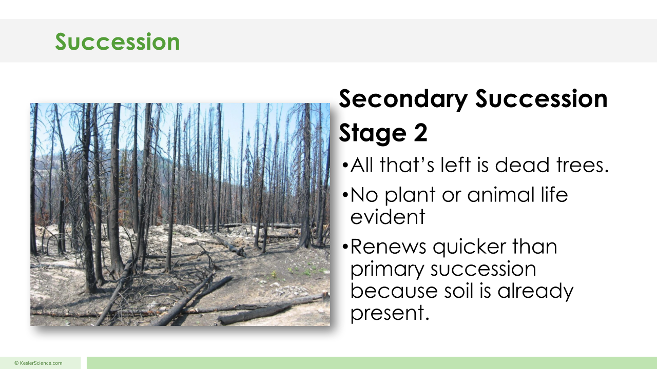 Secondary Succession 