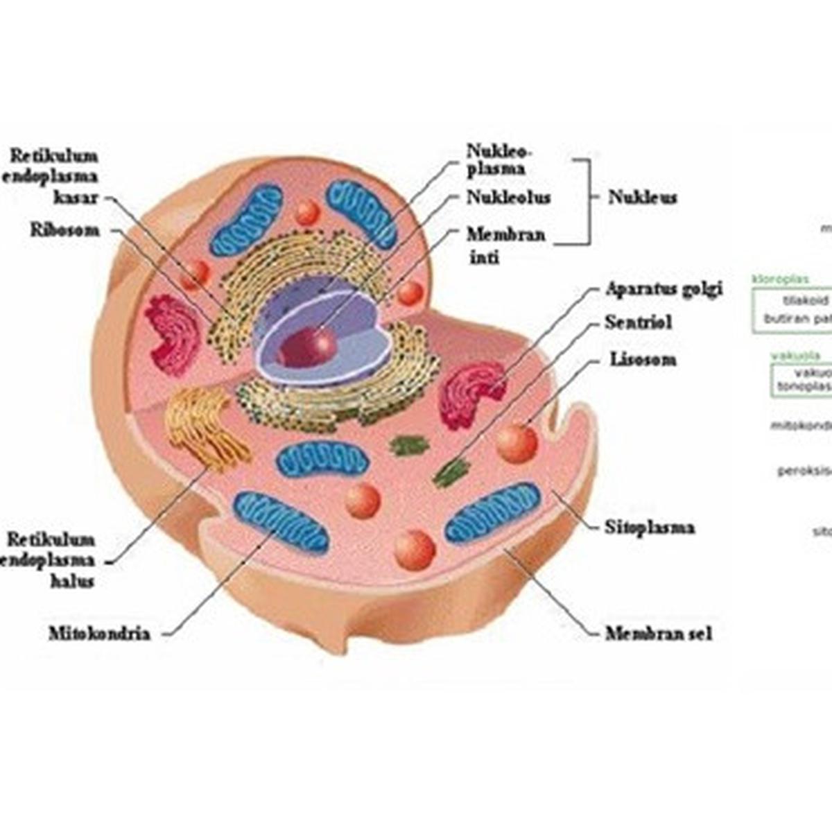 sintesis RNA dan protein - Kelas 11 - Kuis