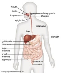 the digestive and excretory systems Flashcards - Quizizz