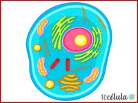 procariotas y eucariotas - Grado 11 - Quizizz