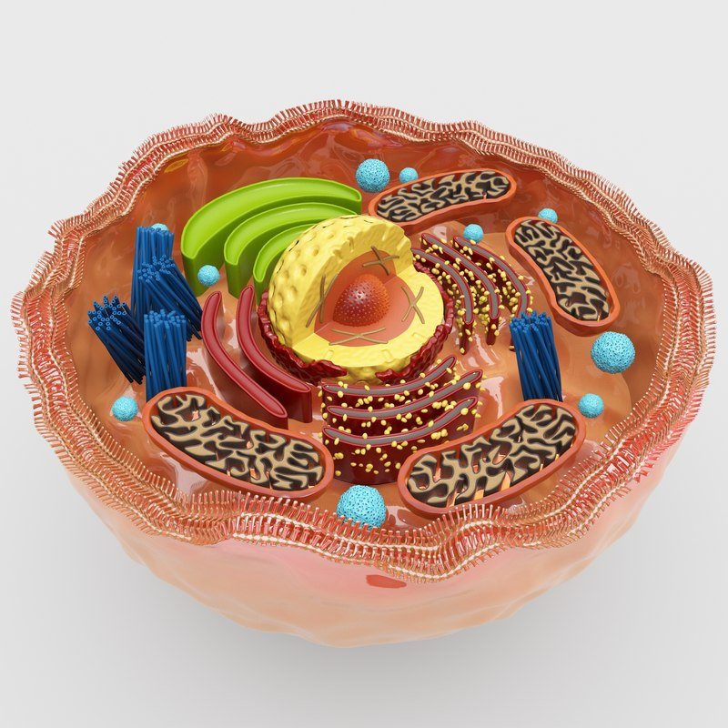 IB Biology Cell Cycle